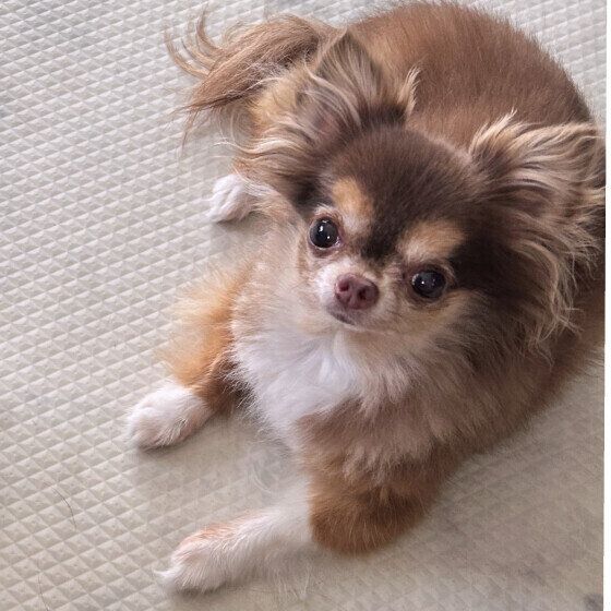 JIL  チワワ　ママそのオヤツくださいな