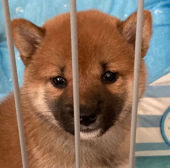 生後2カ月の福ちゃん