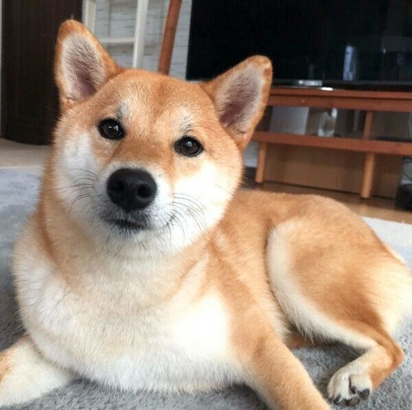 まったりする五十鈴ちゃん