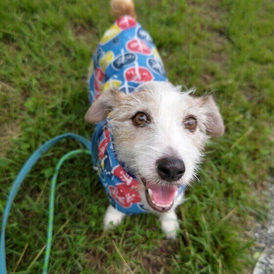 ジャック・ラッセル・テリアのさくらちゃん