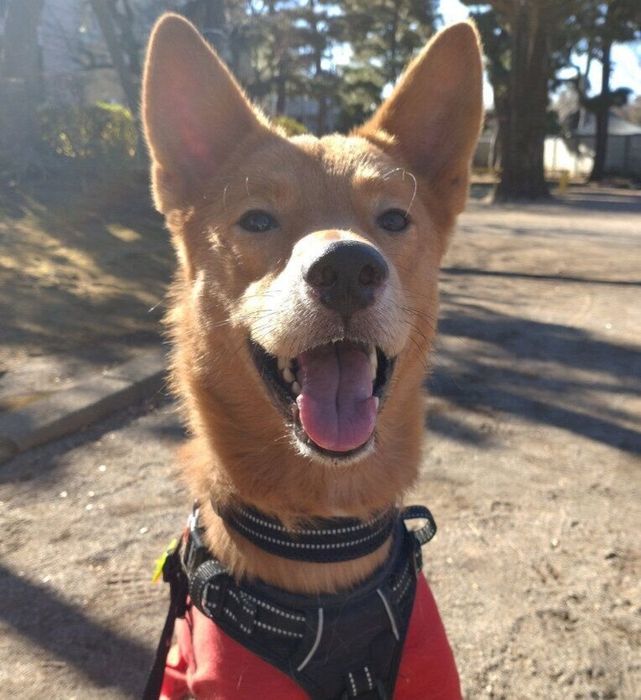 笑顔の表情を見せる犬