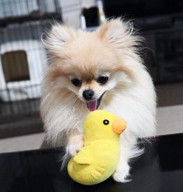 ぬいぐるみの「ひよこ」が大好きなころっけちゃん