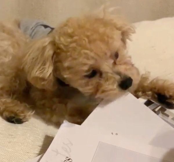 かまってもらいたいトイ・プードル