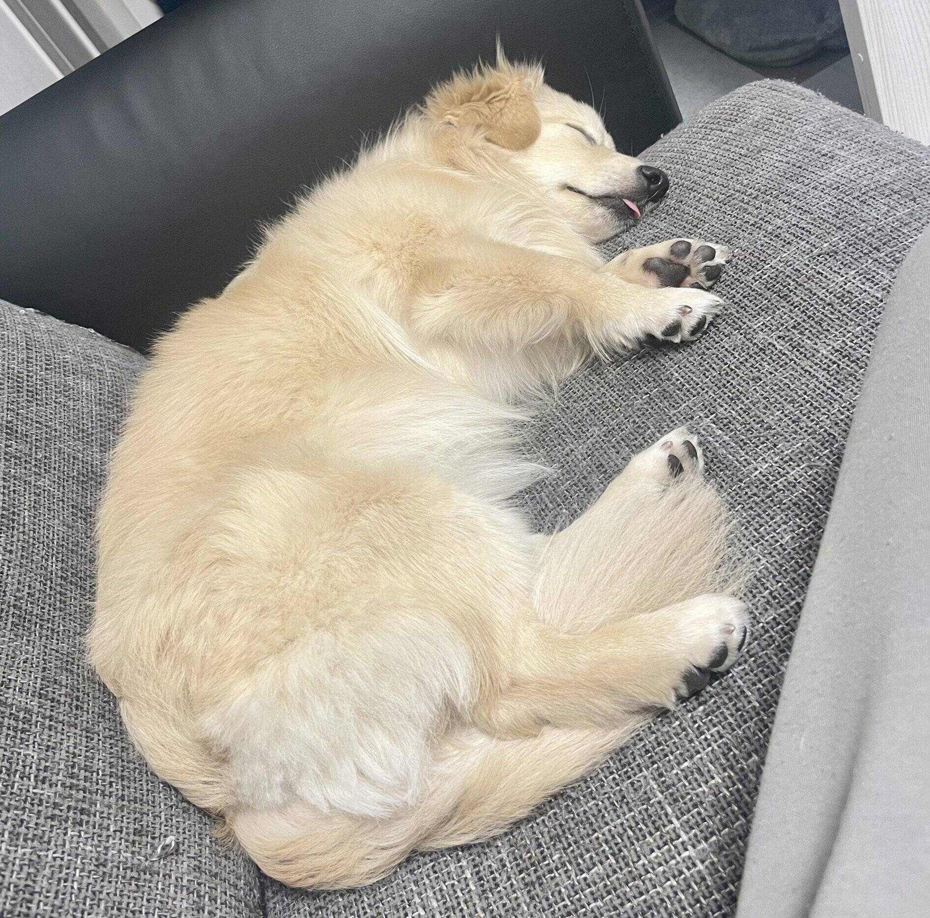 ソファで眠るとろろくん