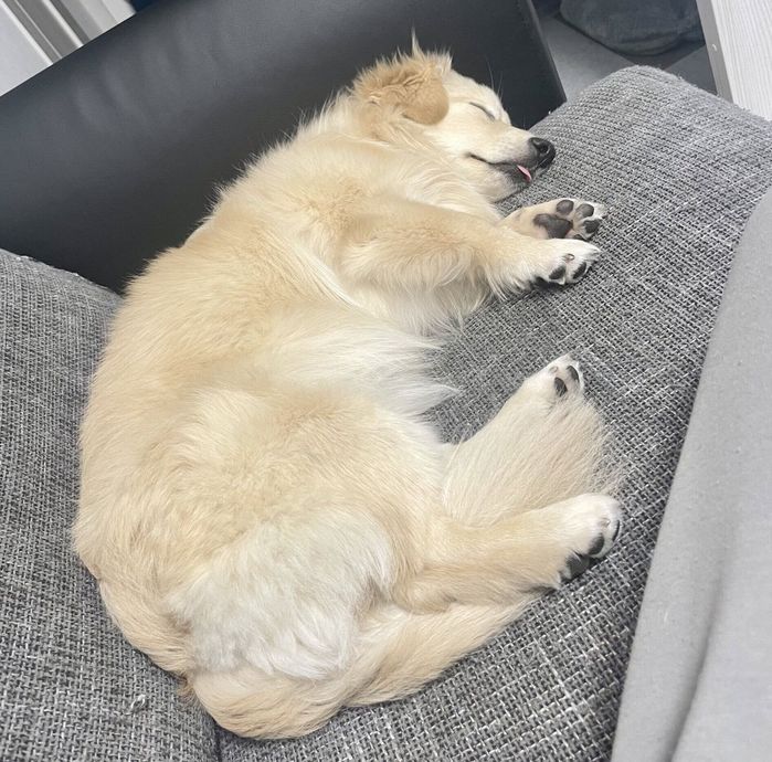 ソファで眠るとろろくん
