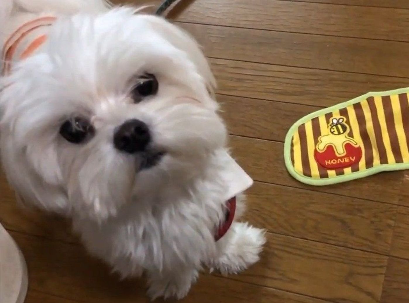 オシャレに目覚めたマルチーズ パンツを履くの巻 いぬのきもちweb Magazine オシャレに目覚めたマルチーズ パンツを履くの巻 いぬのきもちweb Magazine