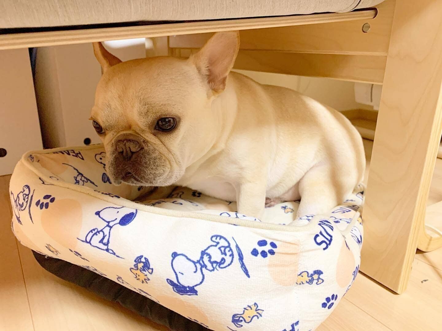 狭いところでくつろぐおもちちゃん