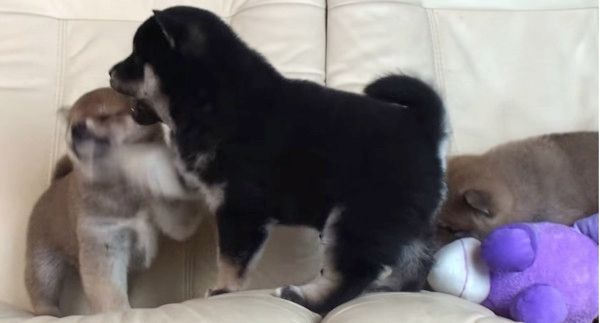 ケンカする柴犬