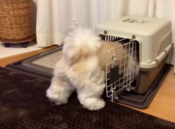 クレートの扉を開けるつぶちゃん