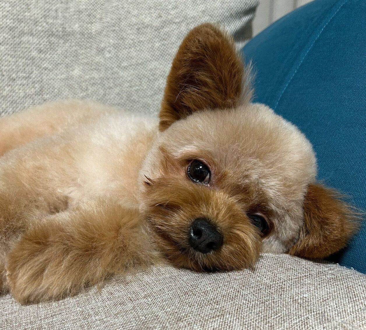 ソファでまったりするぽっちくん