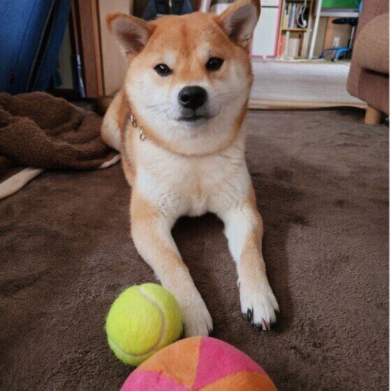 柴のムギちゃん