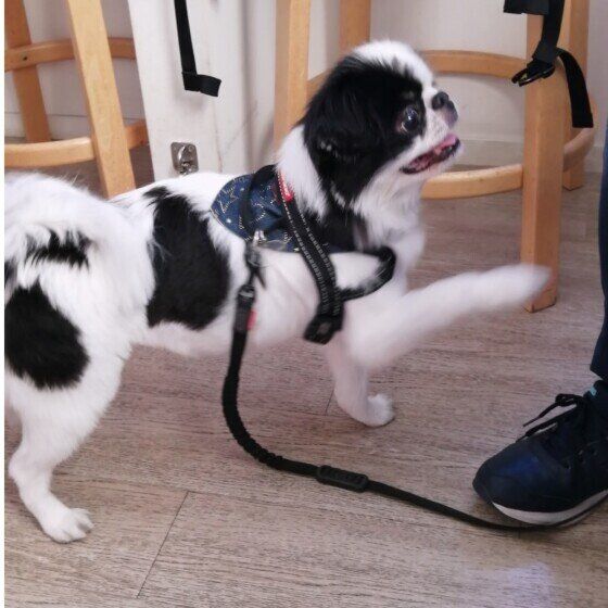 まる  狆 ねえねえ ちょっとちょっと