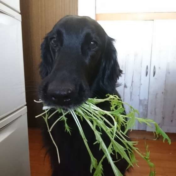 人の健康によい食べ物でも犬に与えるのは待って！与え方と注意点