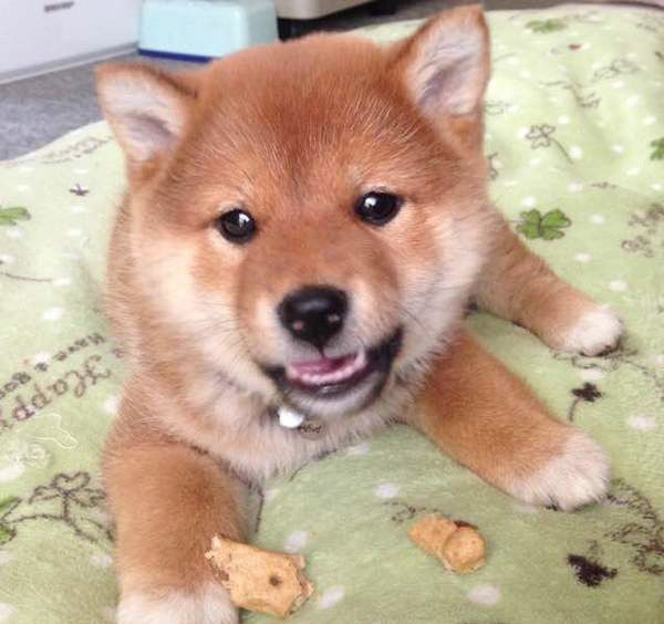 見つめる柴犬