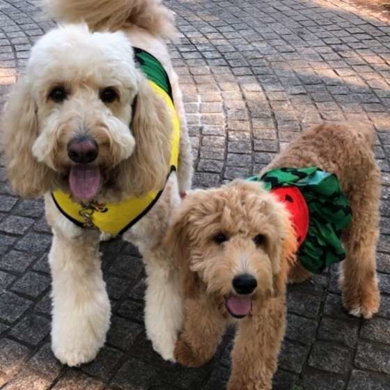ミックス犬