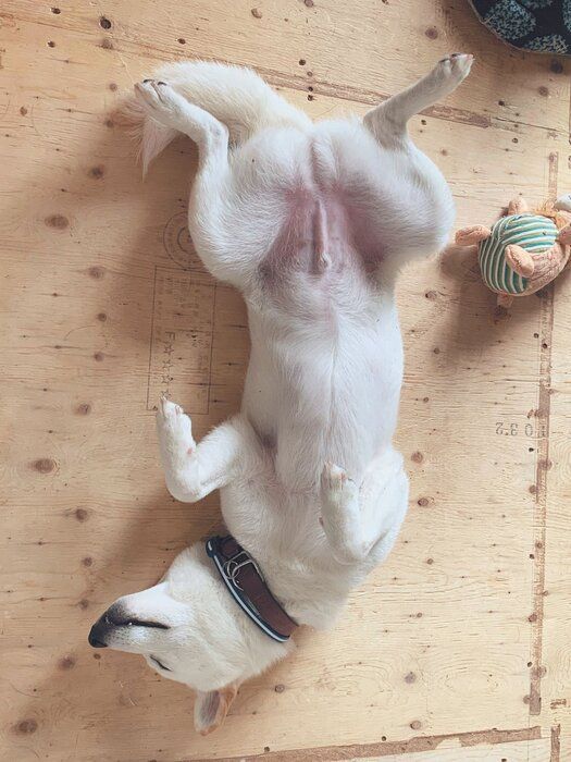 寝相で性格が分かる!? 天真爛漫＆甘えん坊タイプの犬の寝相とは｜いぬ