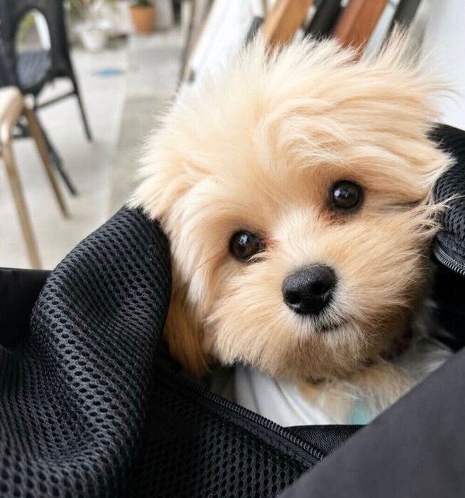 カフェを訪れたぽてちゃん