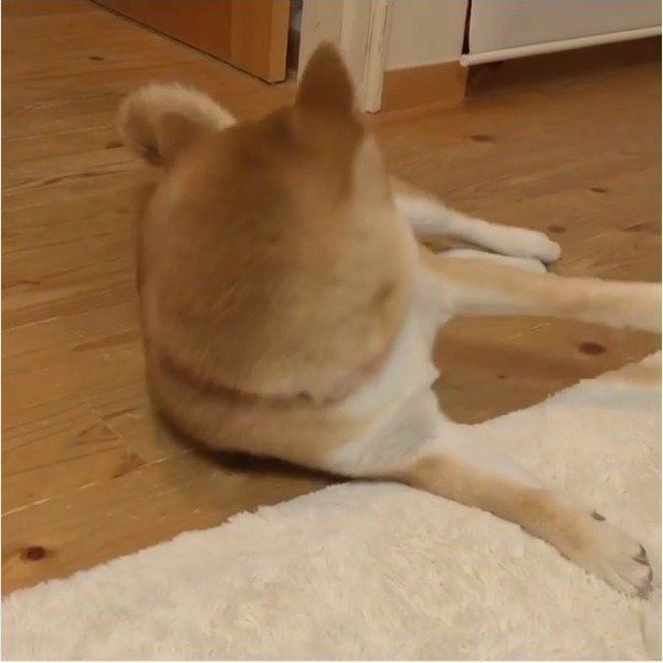 柴犬