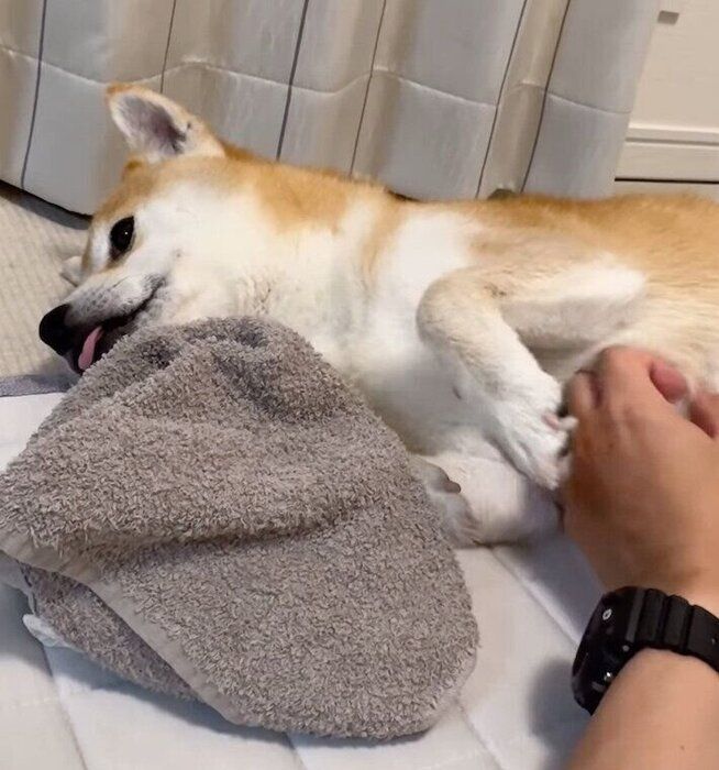 タオルを守りながらナデナデを堪能するむぎちゃん