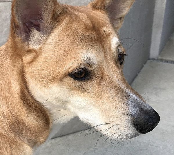 見つめる犬