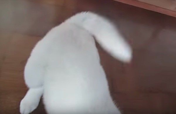 秋田犬