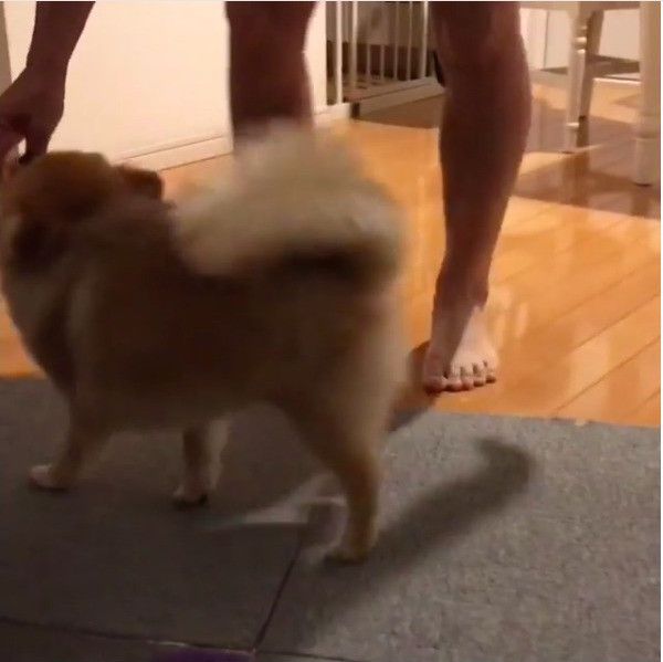 ポメラニアン