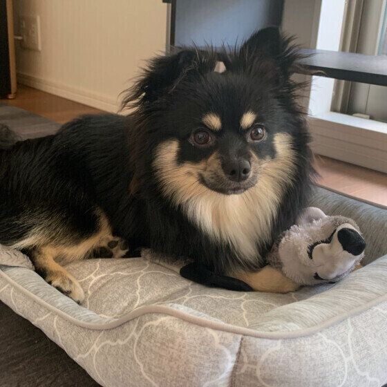 くつろぐ犬