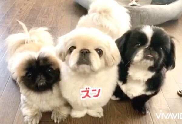 飼い主さんに圧をかける腹ペコギャング