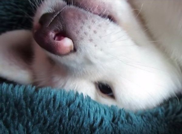秋田犬