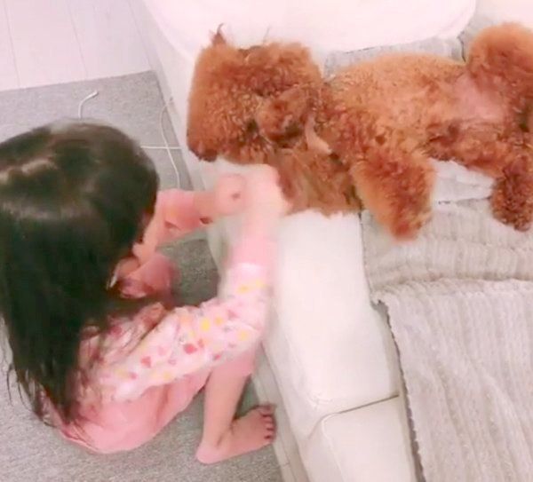 女の子の遊びに付き合うトイ・プードル