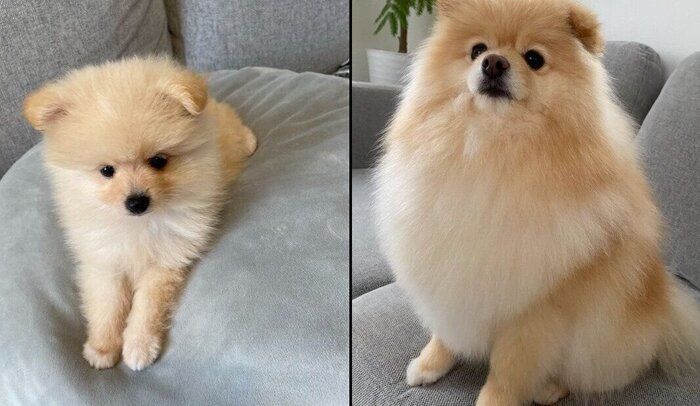 ぱっちゃんの成長ビフォーアフター