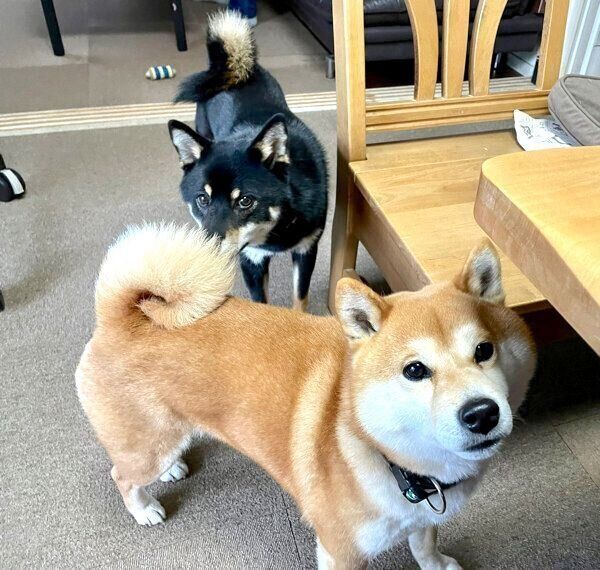 つぶらちゃんとこてまる先輩