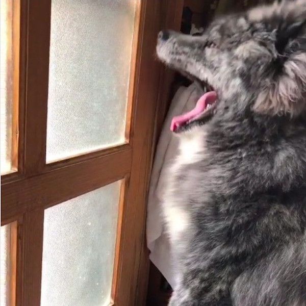 秋田犬