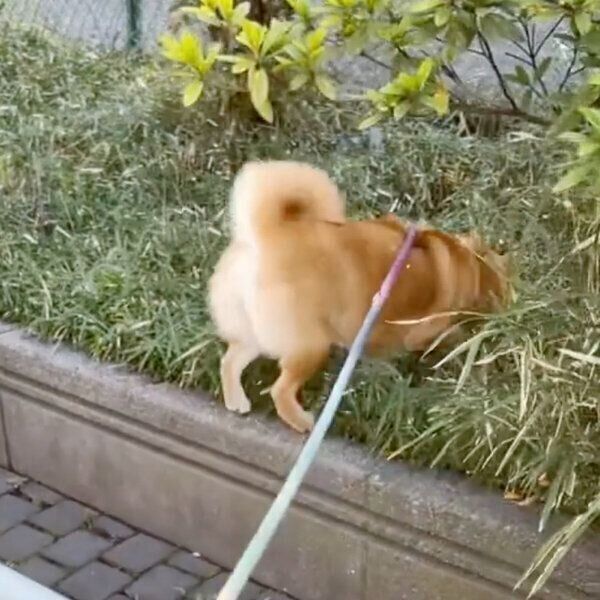 茂みに入るエマちゃん