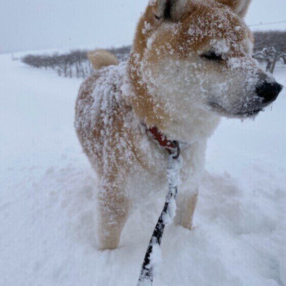 雪で遊ぶ柴犬