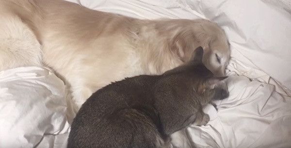 猫とゴールデン・レトリーバー