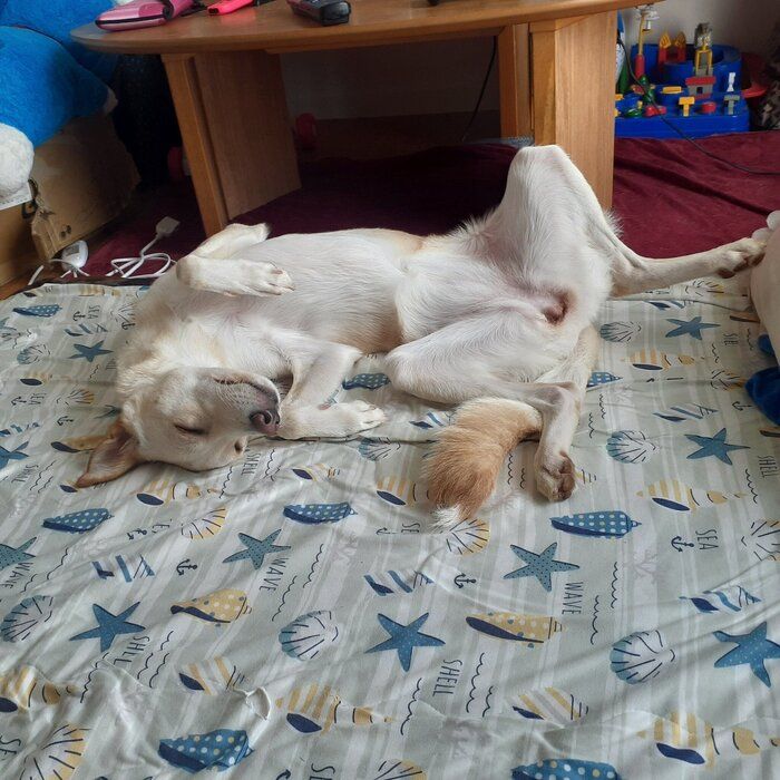 お腹をみせる犬