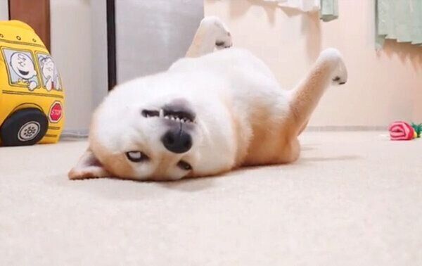 白目をむいてへそ天するチャーミーちゃん