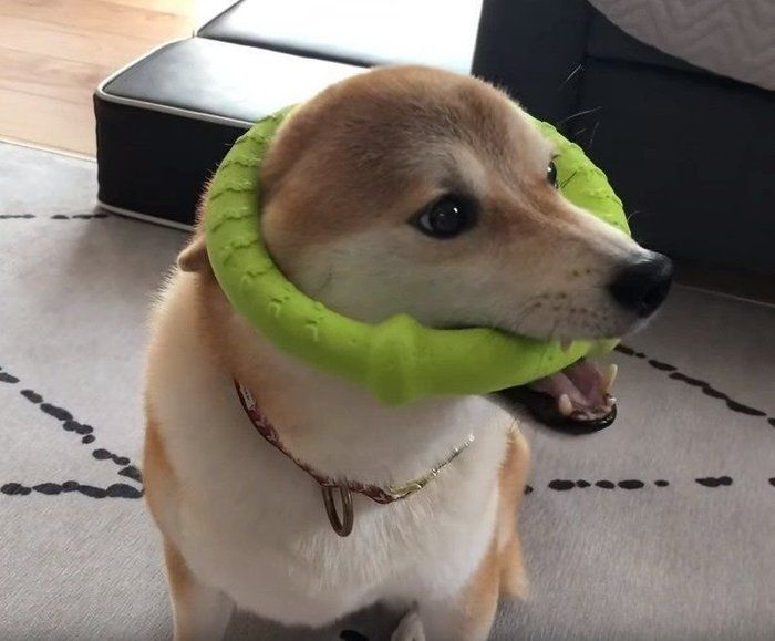 おもちゃと犬