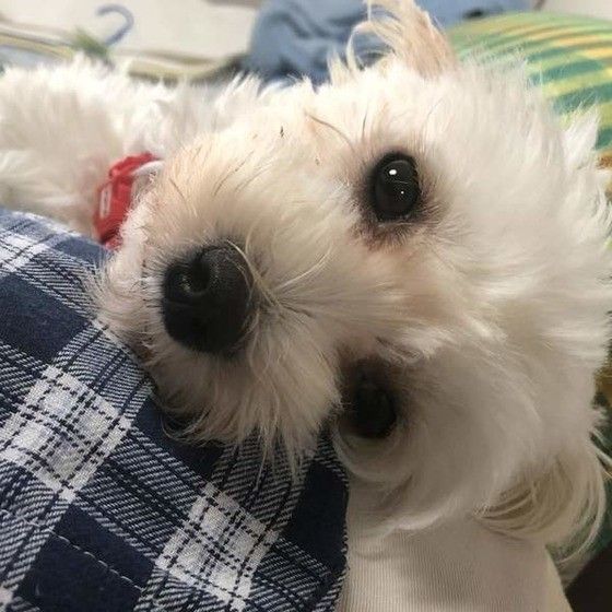 飼い主さん甘える犬