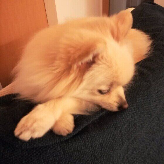 ポメラニアン にこちゃん