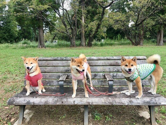 柴犬