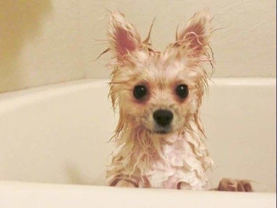 濡れた犬