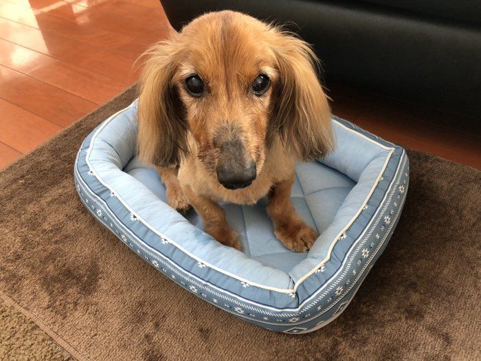 ペットベッドに入る愛犬