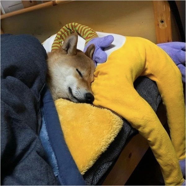 サスケくん