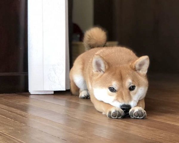 柴犬の源くん