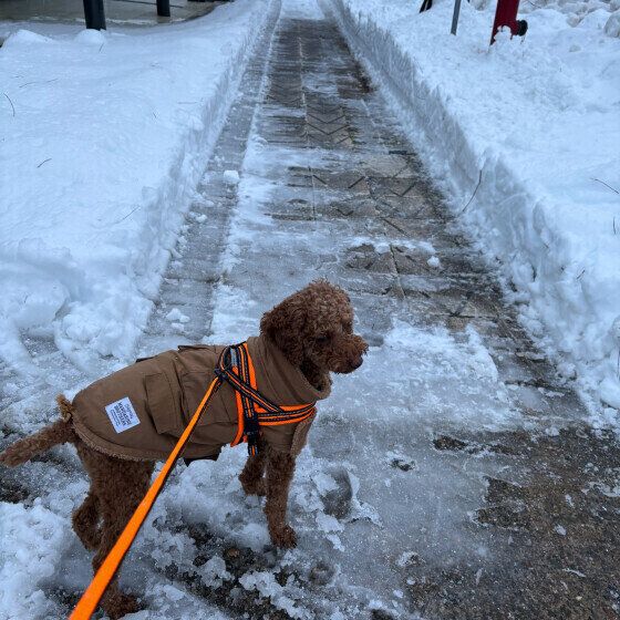 雪道散歩中のワンちゃん