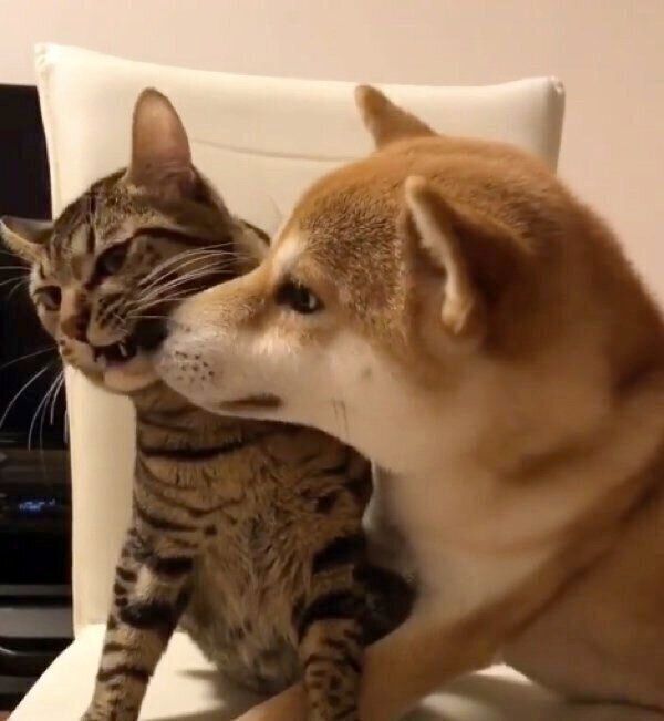 とろくんの顔にスリスリするゆうくん
