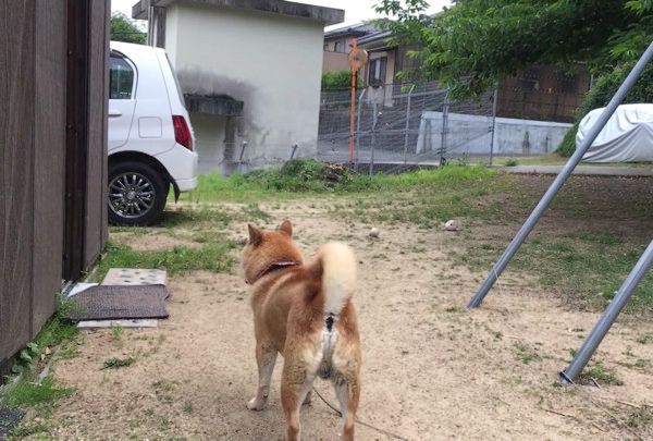 見つめる柴犬