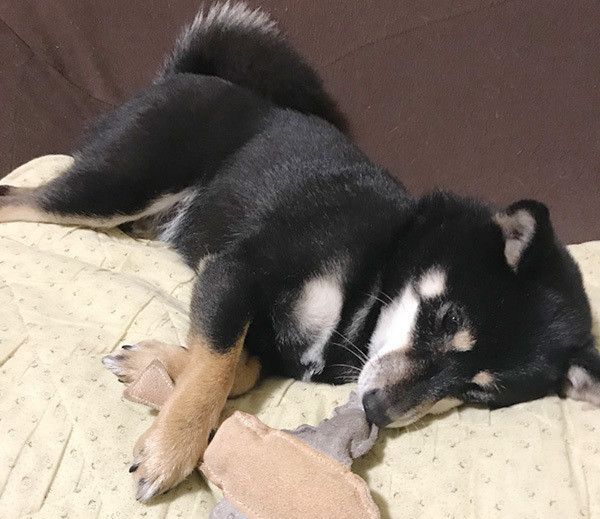 遊ぶ柴犬